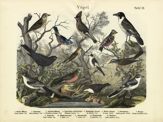 Oiseaux, vers 1860